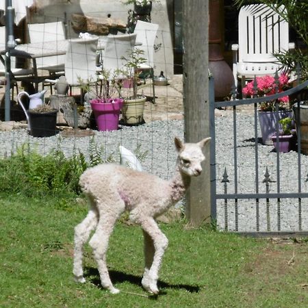 Lazy Days Bed and Breakfast Rancon Εξωτερικό φωτογραφία